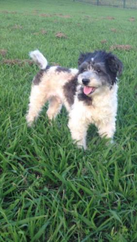 %dog and cat boarding kennels sydney %pet boarding services