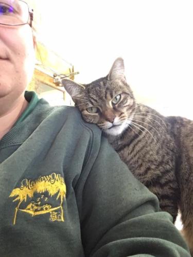 %dog and cat boarding kennels sydney %pet boarding services