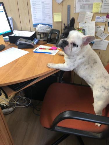 %dog and cat boarding kennels sydney %pet boarding services