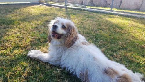 %dog and cat boarding kennels sydney %pet boarding services