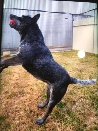 %dog and cat boarding kennels sydney %pet boarding services