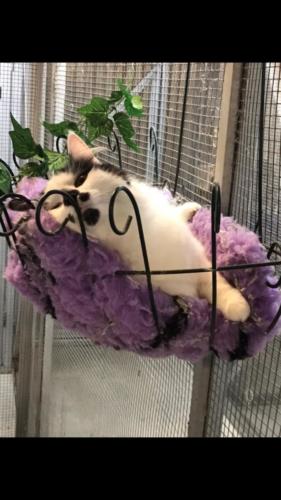 %dog and cat boarding kennels sydney %pet boarding services