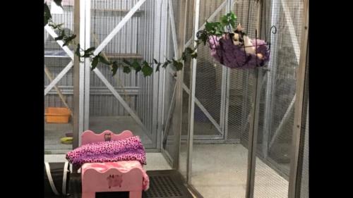 %dog and cat boarding kennels sydney %pet boarding services