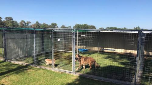 %dog and cat boarding kennels sydney %pet boarding services