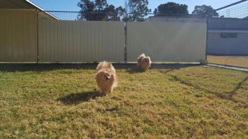 %dog and cat boarding kennels sydney %pet boarding services